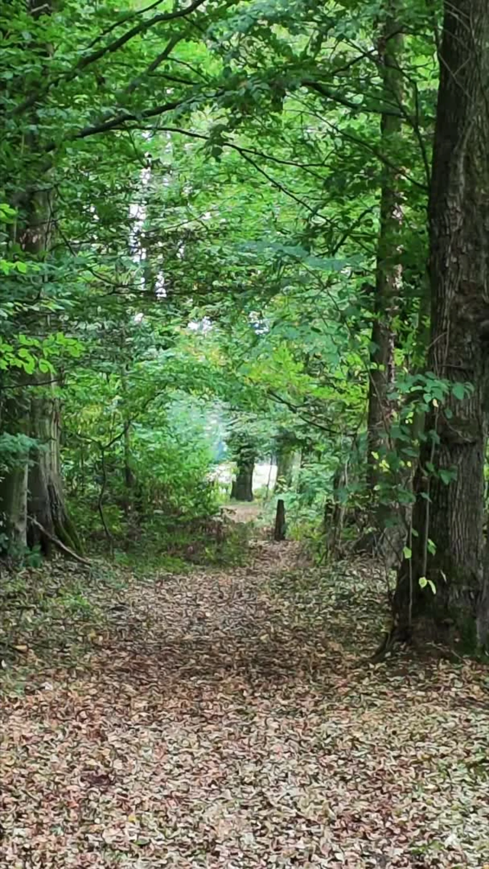 Laubbedeckter Waldweg zwischen hohen Buchen