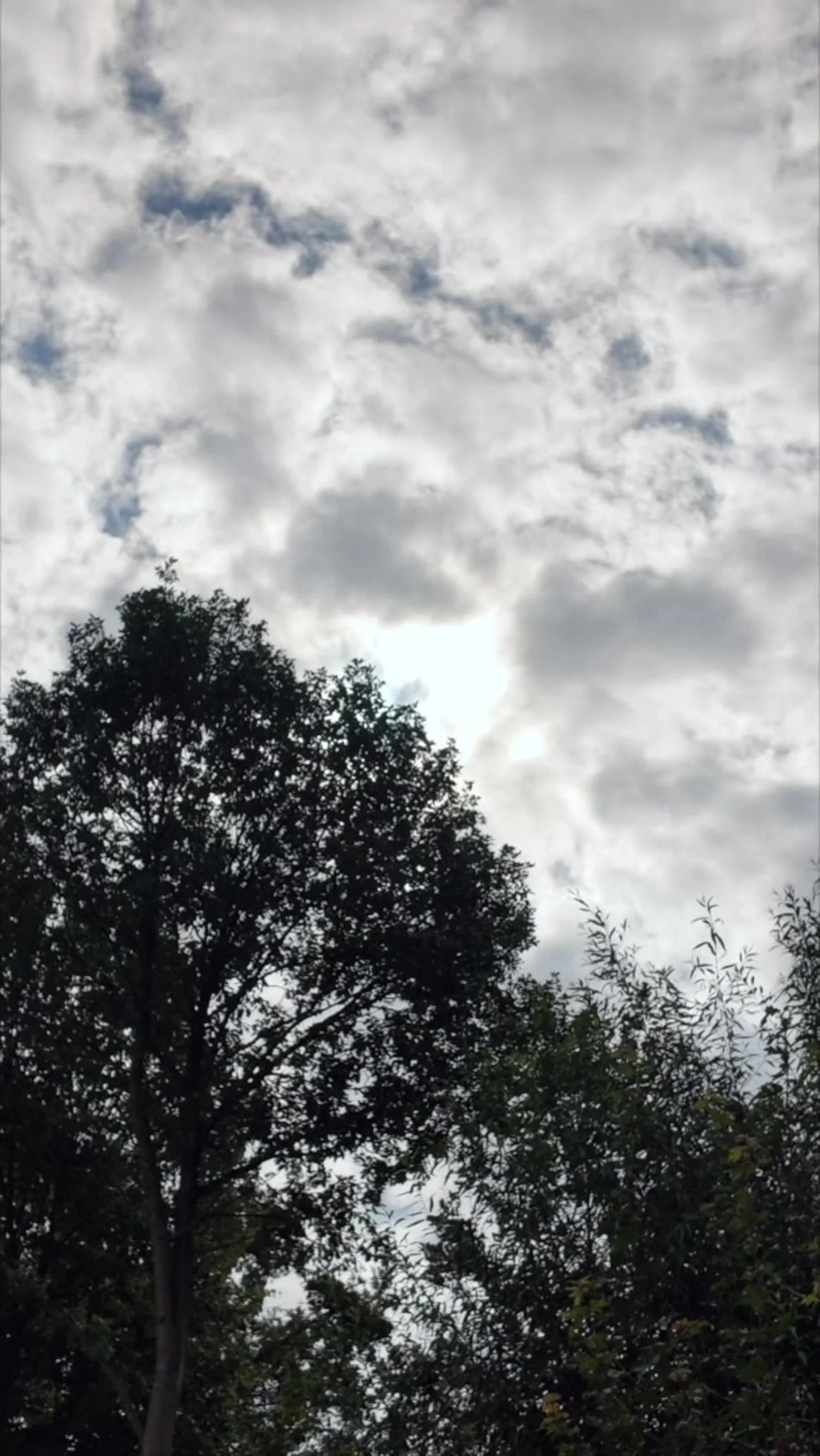 Wolkenhimmel über Baumkronen als Standbild des Videoimpulses