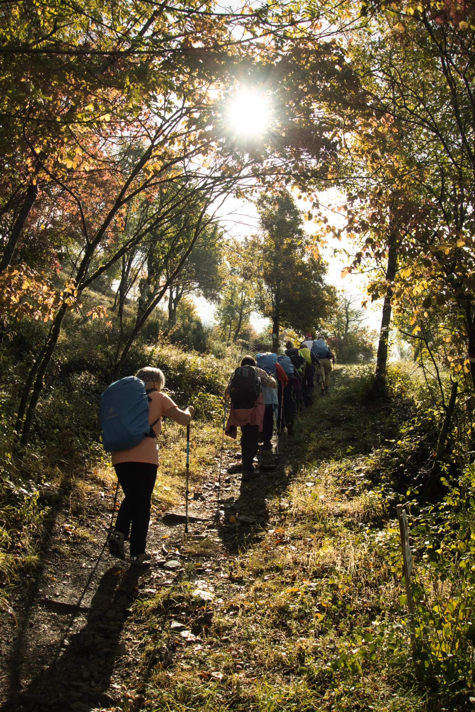 Pilgergruppe geht im Gegenlicht einen bewachsenen Waldweg hinauf