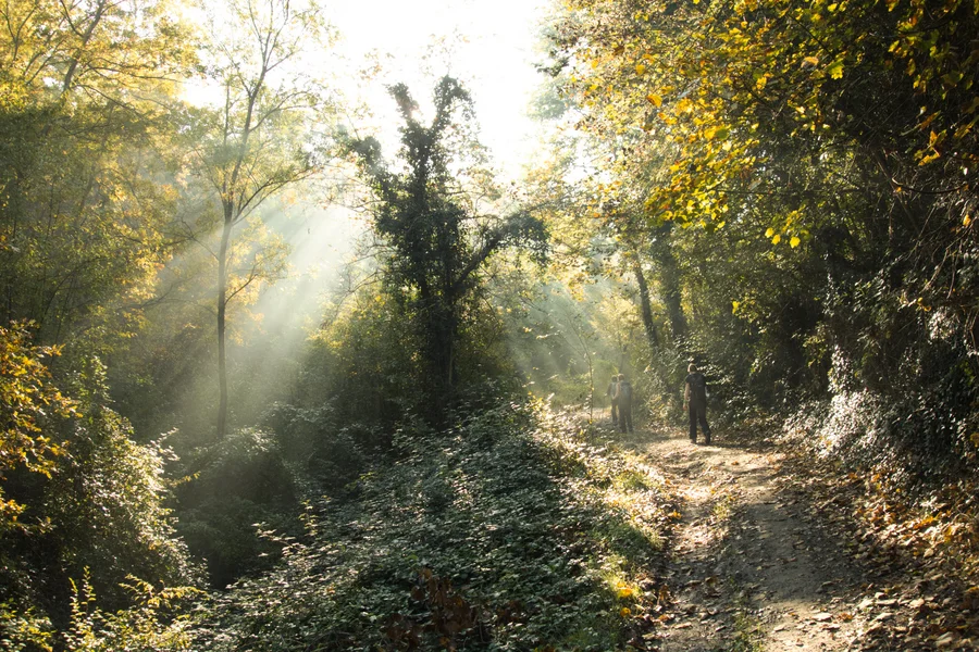 Morgenlicht fällt in Strahlen durch einen bewaldeten Hohlweg